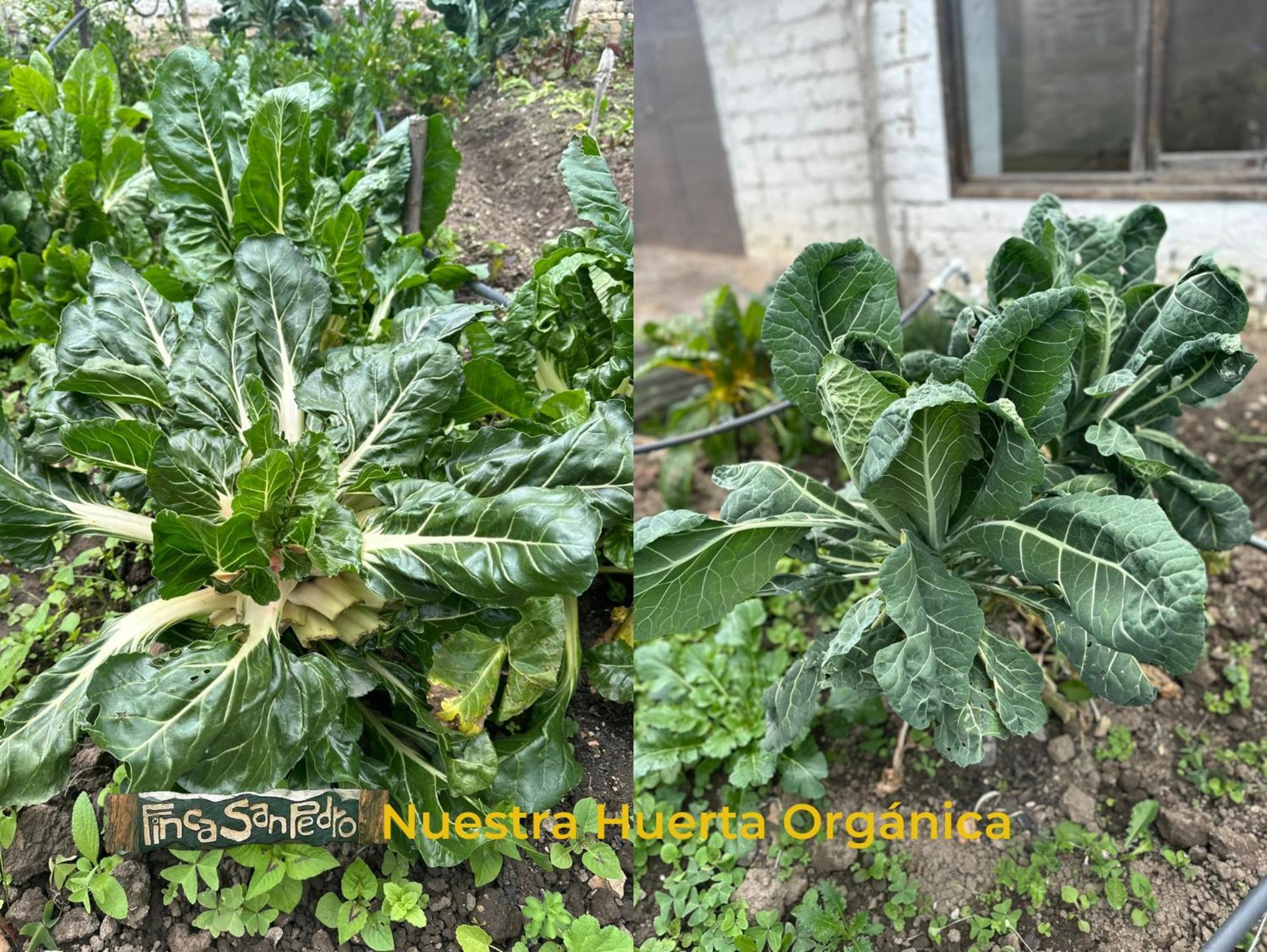 Finca San Pedro -Alojamiento Campestre Y Reserva Natural- Sogamoso Kültér fotó