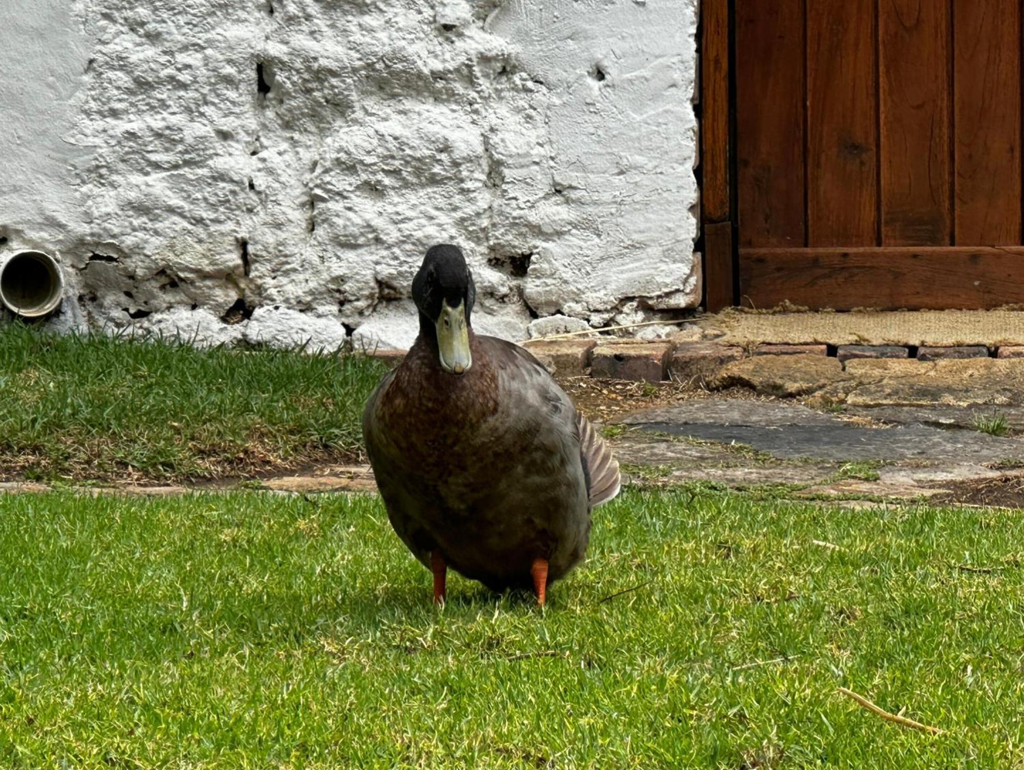Finca San Pedro -Alojamiento Campestre Y Reserva Natural- Sogamoso Kültér fotó